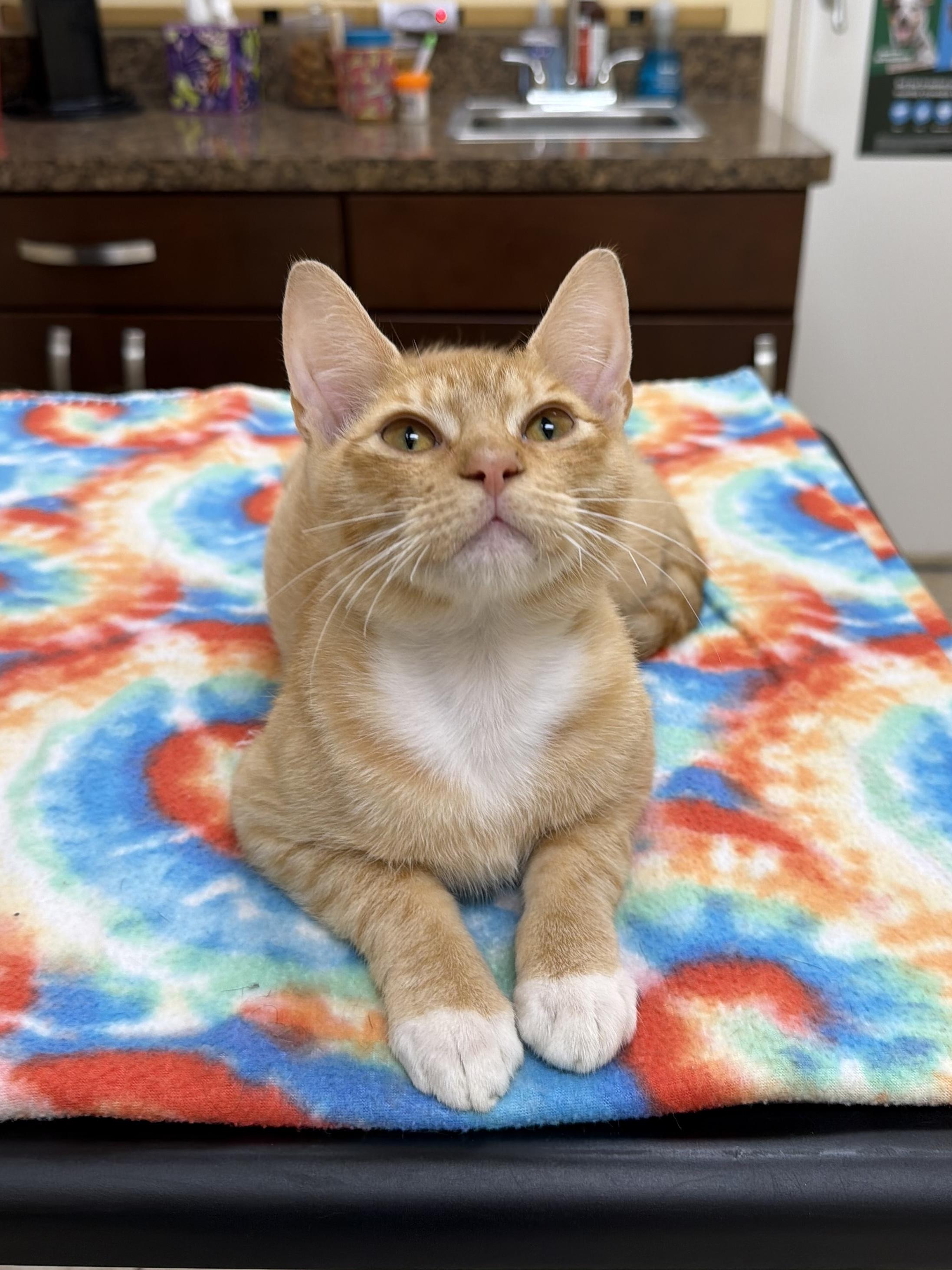 Mater, ADOPTABLE, Young Male Domestic Short Hair.