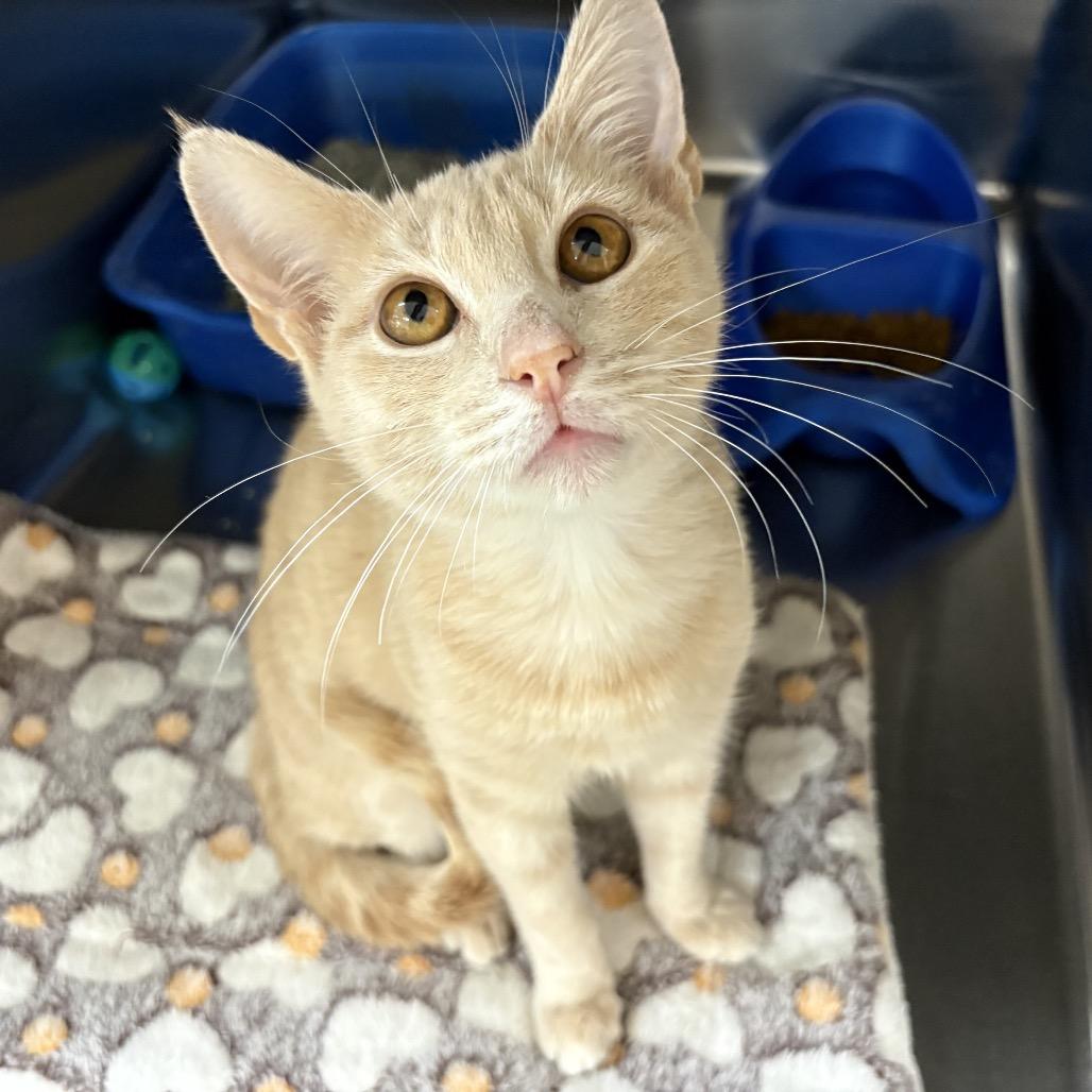 Melbourne, Adoptable, Young Male Domestic Short Hair.
