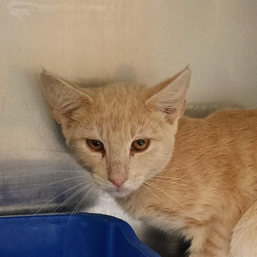Enlarge Melbourne, a Adoptable Domestic Short Hair in Palestine, TX image 2/2