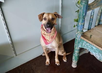 Major, Adoptable, Puppy Male Black Mouth Cur & Hound.