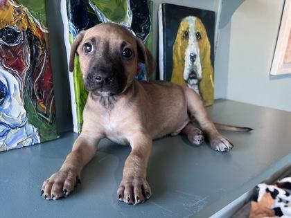 Enlarge Major, a Adoptable mixed breed in San Antonio, TX image 2/3