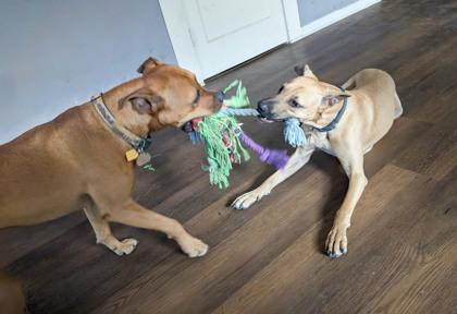 Major, Adoptable, Puppy Male Black Mouth Cur & Hound.