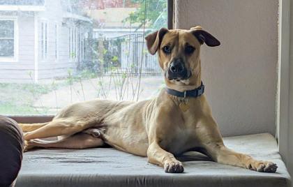 Major, a Adoptable mixed breed in San Antonio, TX image 3/3