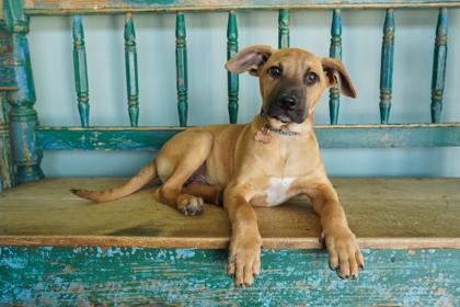 Enlarge Major, a Adoptable mixed breed in San Antonio, TX image 3/3