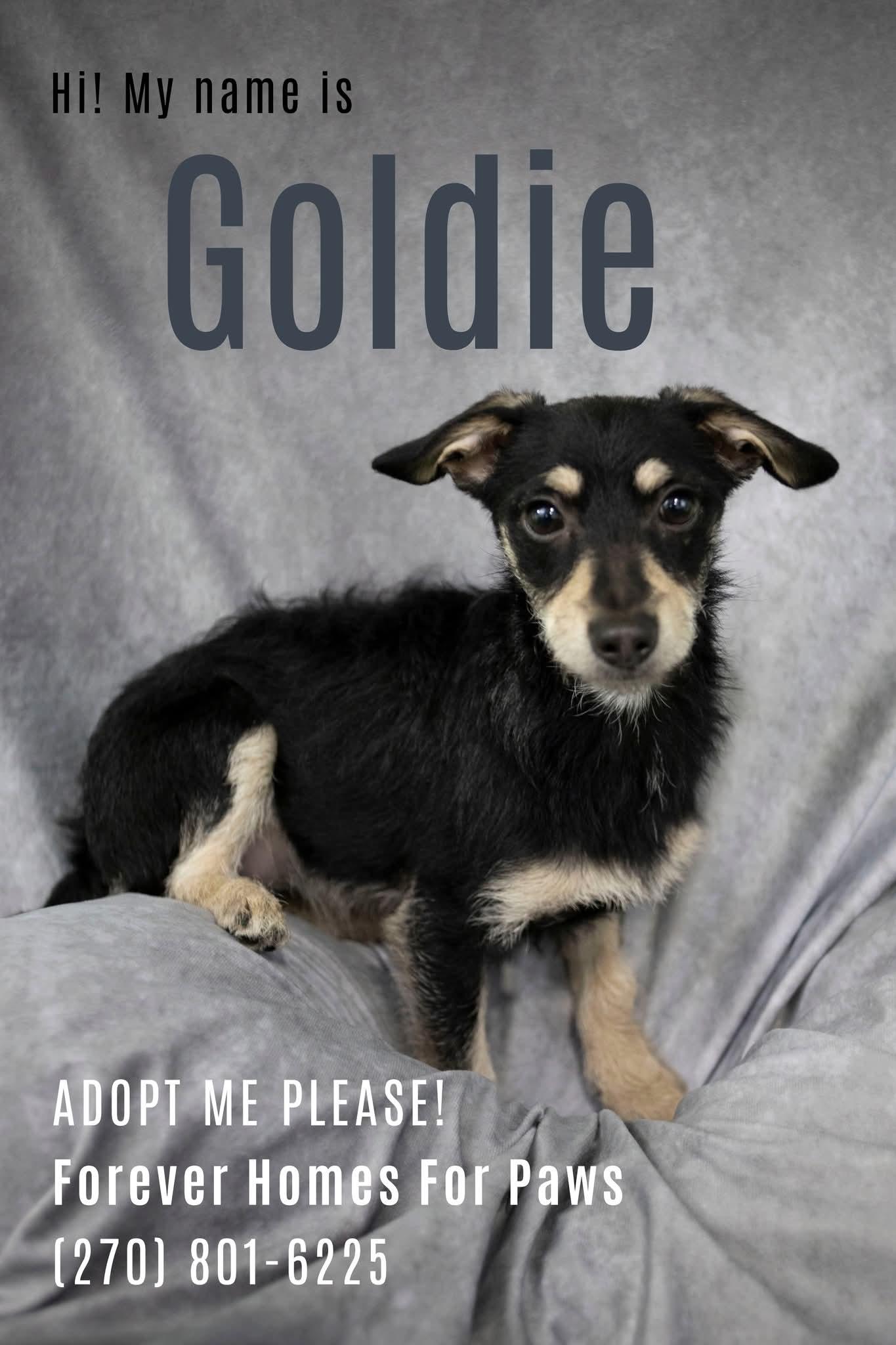 Goldie, Adopted, Young Female Wirehaired Dachshund.