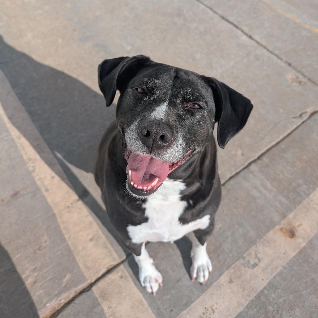 AJ  C-32875, Adoptable, Adult Male Labrador Retriever.