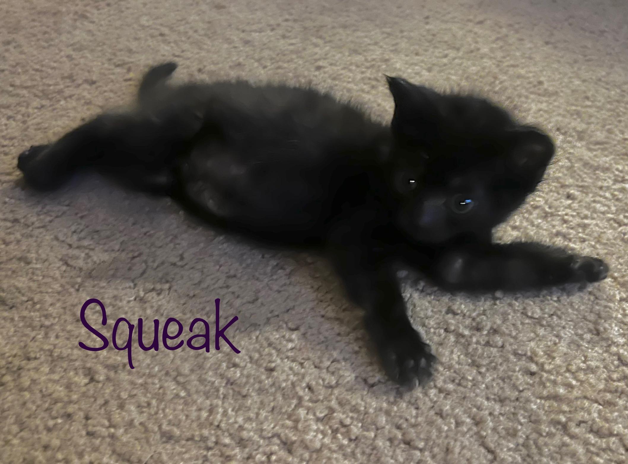 Squeak, Adoptable, Kitten Female Domestic Medium Hair.