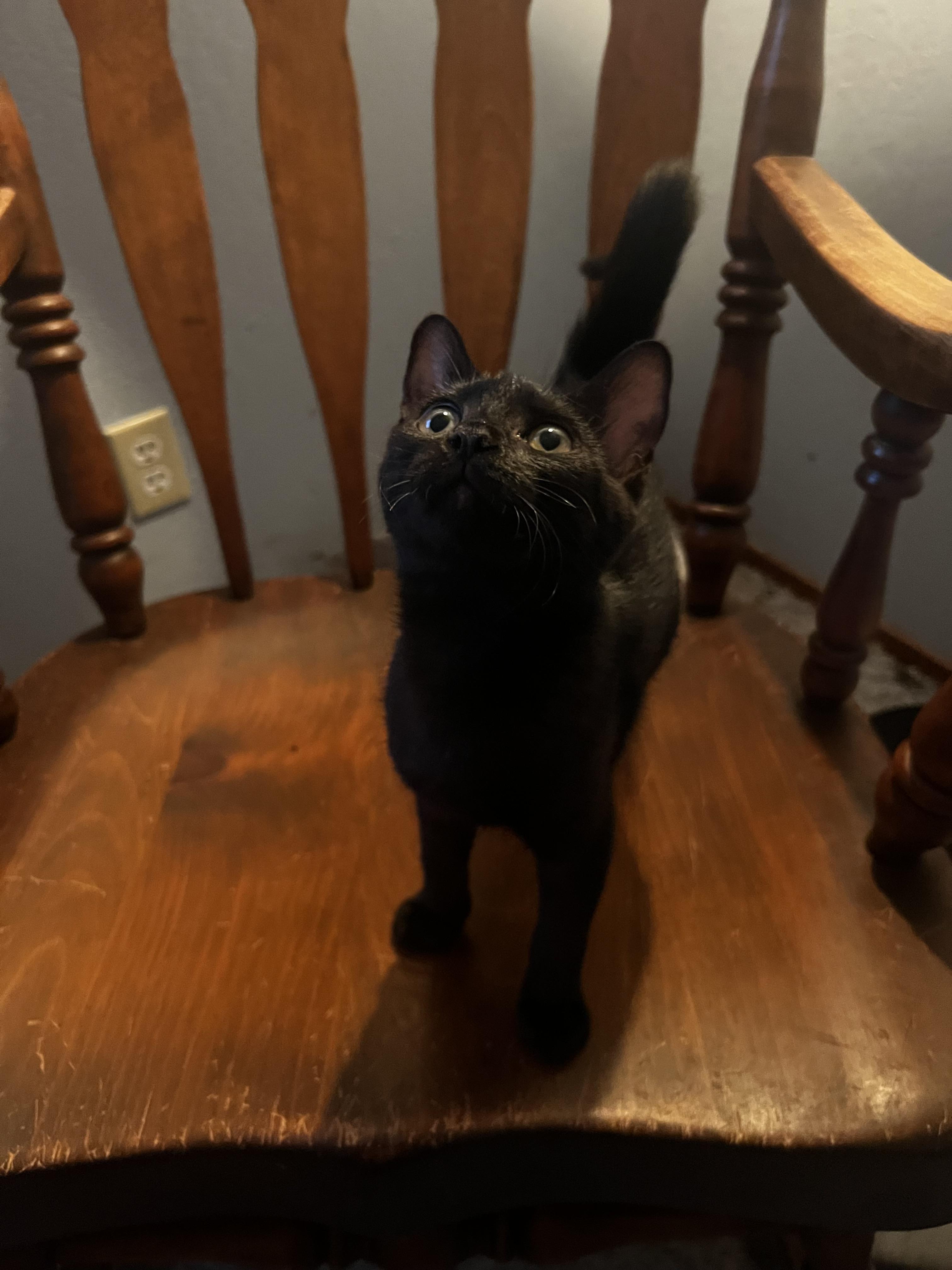 Enlarge Squeak, a Adoptable Domestic Medium Hair in Dixon, CA image 2/3