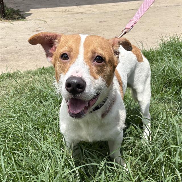 TRUMAN, Adoptable, Young Male Terrier & Cardigan Welsh Corgi.