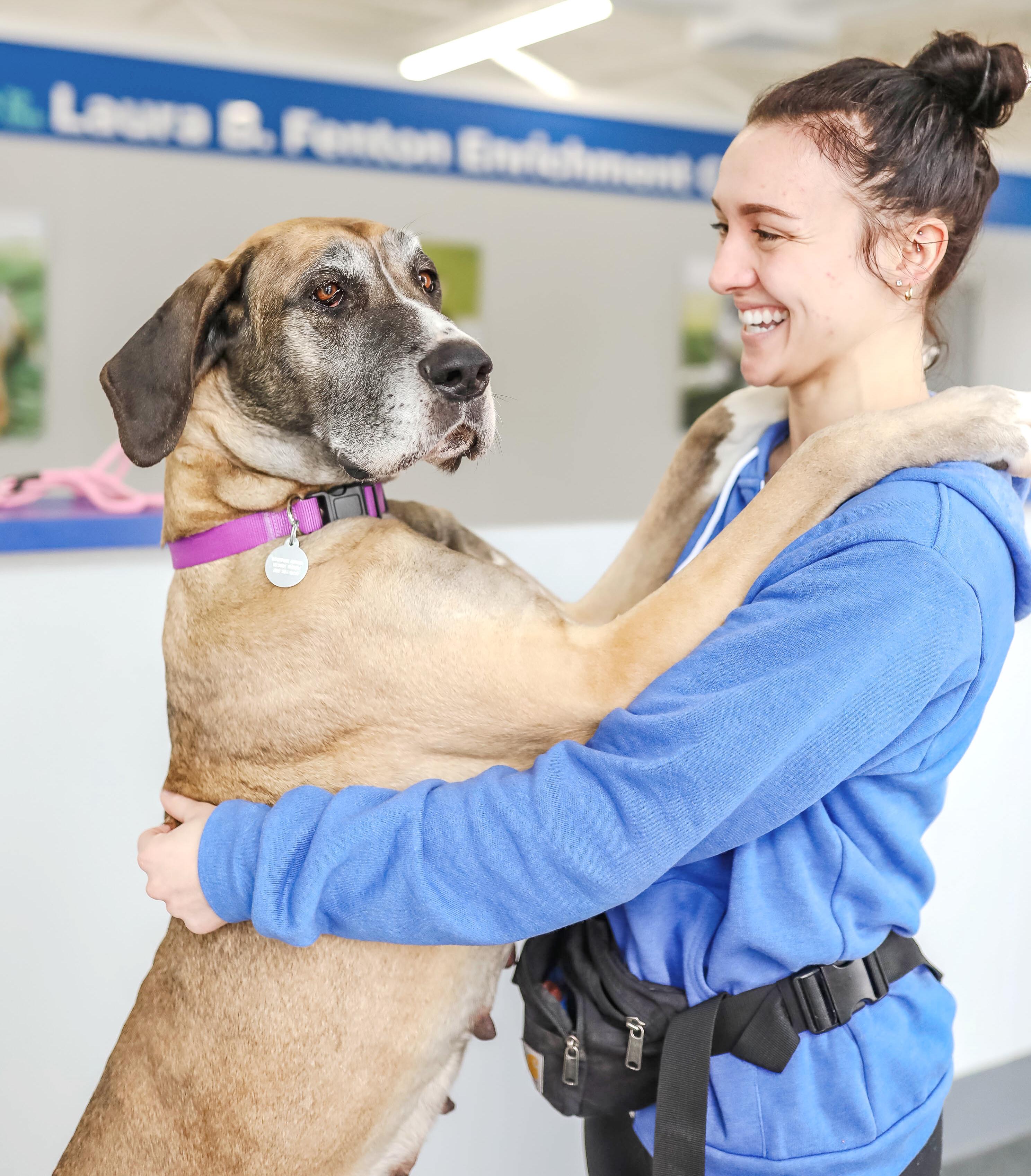Enlarge Isabella, a ADOPTABLE Great Dane in Pontiac, MI image 2/2