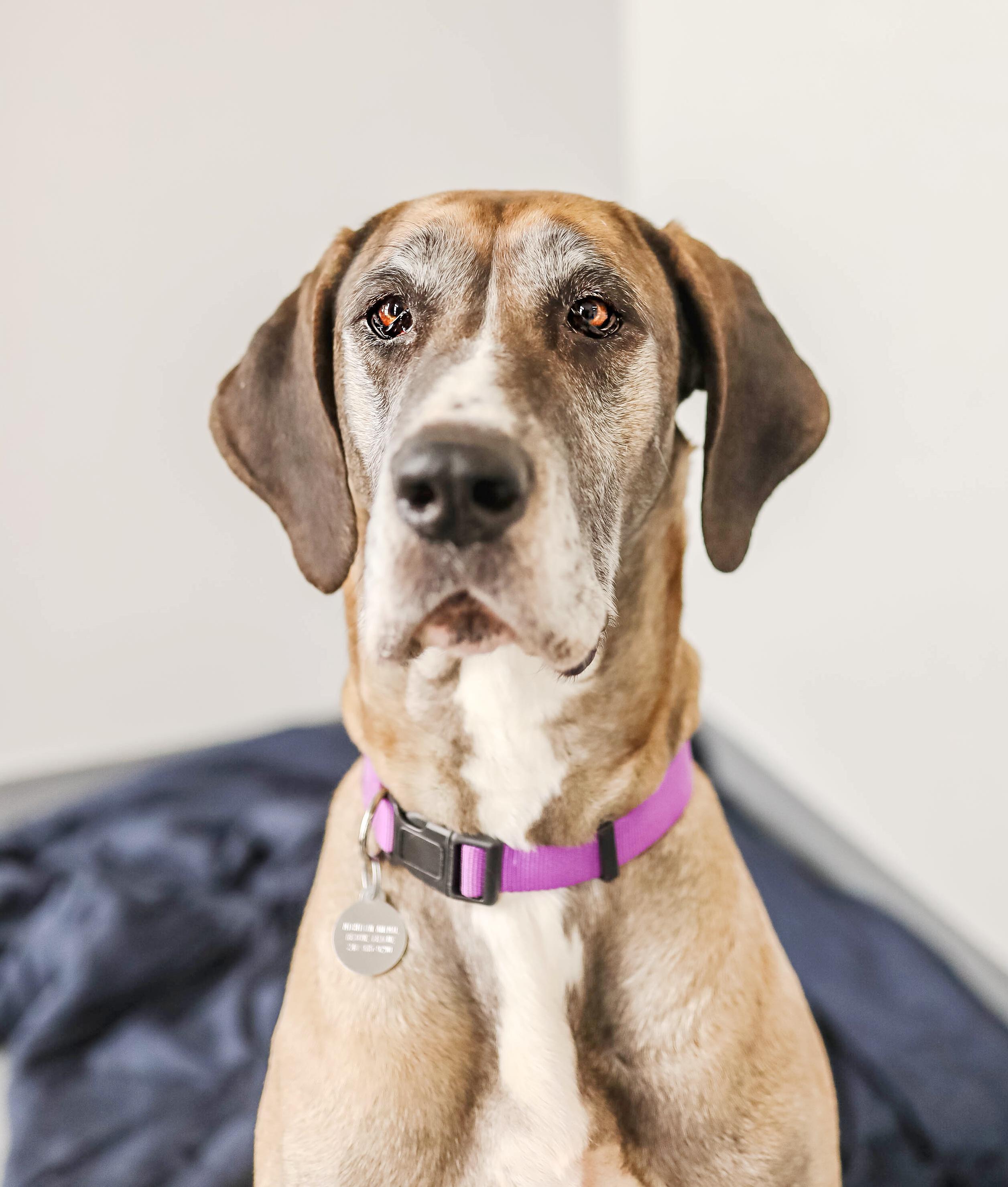 Enlarge Isabella, a ADOPTABLE Great Dane in Pontiac, MI image 1/2