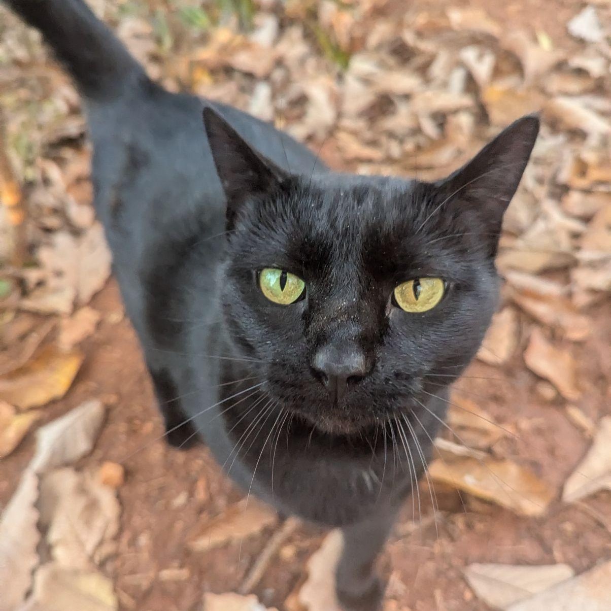 Nyx, Adult Female Domestic Short Hair