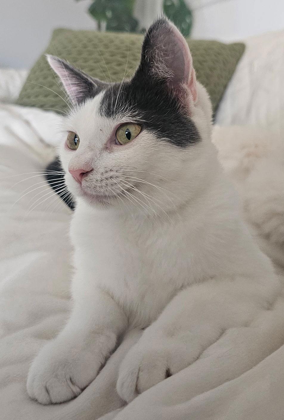 Minnie, Adoptable, Young Female Domestic Short Hair.