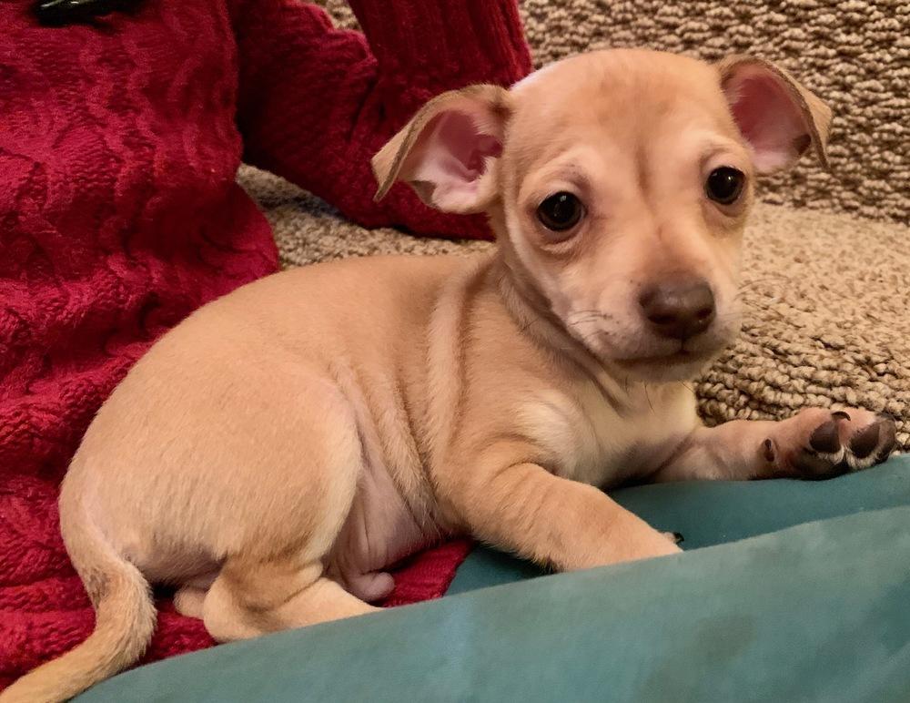 Grumpy, Adopted, Puppy Male Chihuahua & Dachshund.