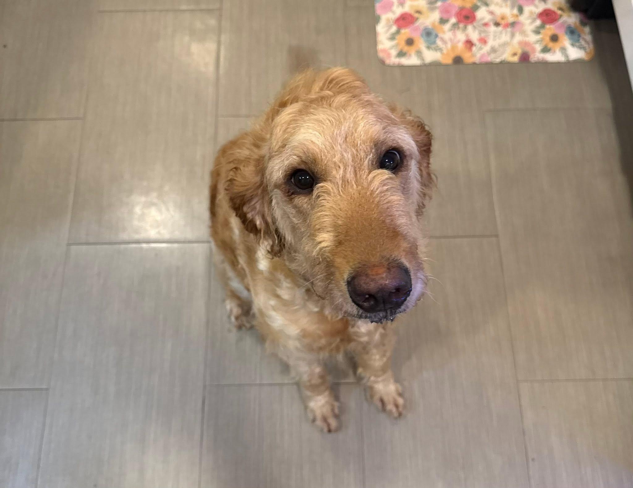 Enlarge Peaches, a Adopted Golden Retriever in Bloomfield Hills, MI image 1/4