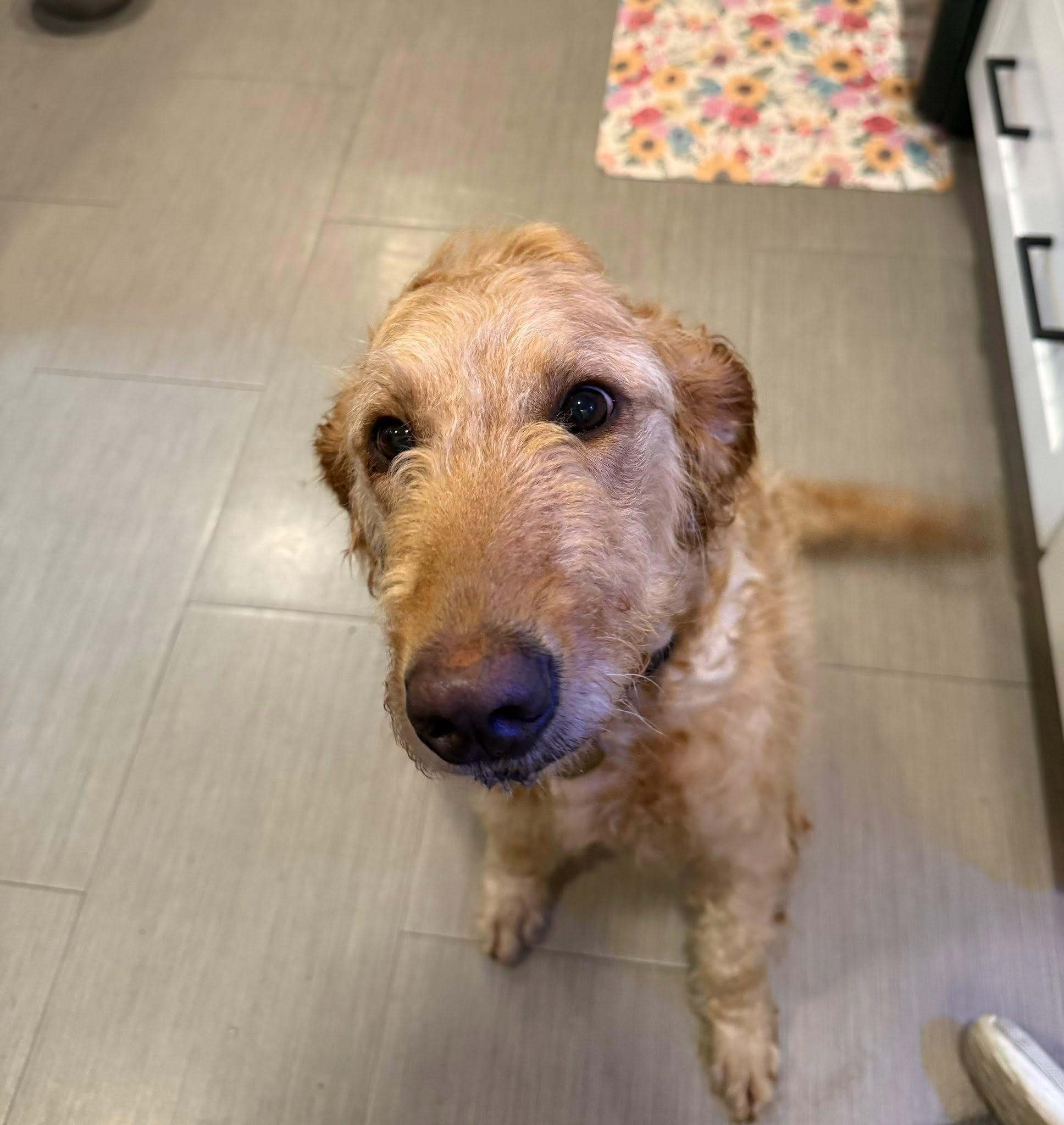 Enlarge Peaches, a Adopted Golden Retriever in Bloomfield Hills, MI image 2/4