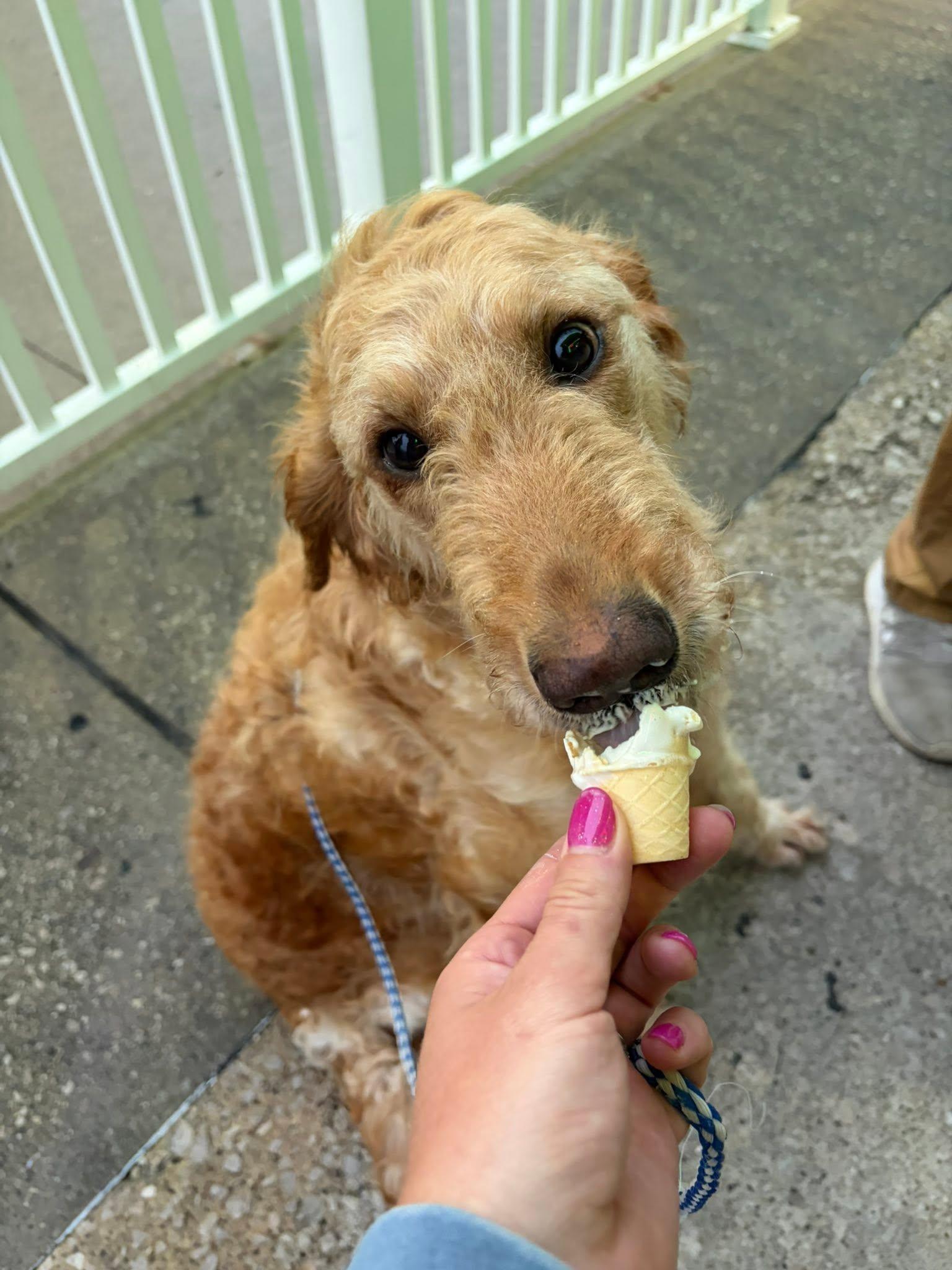 Enlarge Peaches, a Adopted Golden Retriever in Bloomfield Hills, MI image 3/4