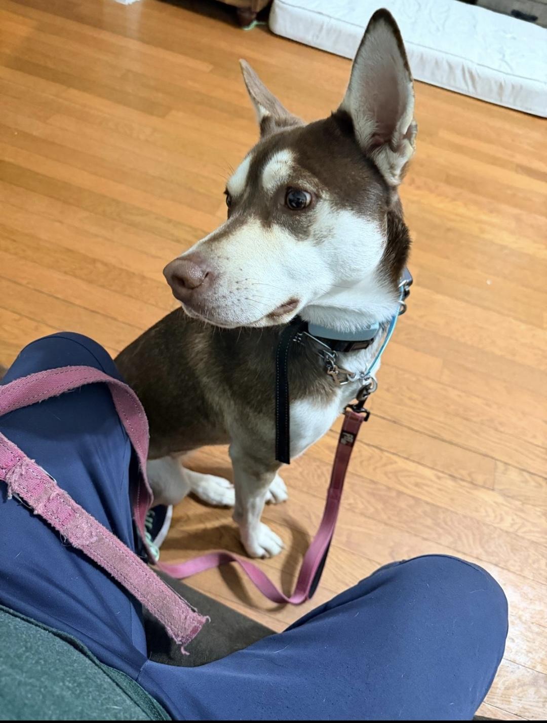 Sapphire, ADOPTABLE, Young Female Husky & German Shepherd Dog.