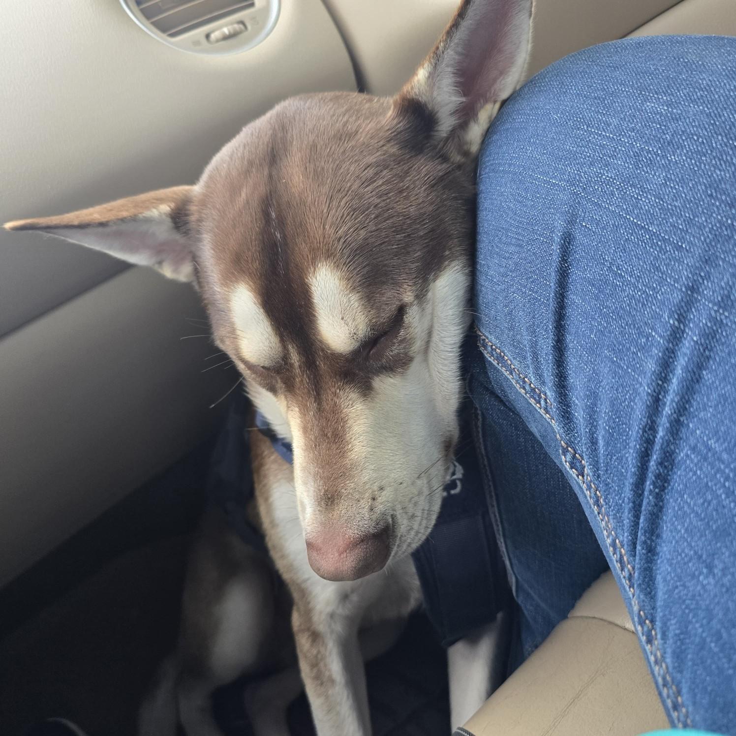 Enlarge Sapphire, a ADOPTABLE mixed breed in Gainesville, FL image 2/4