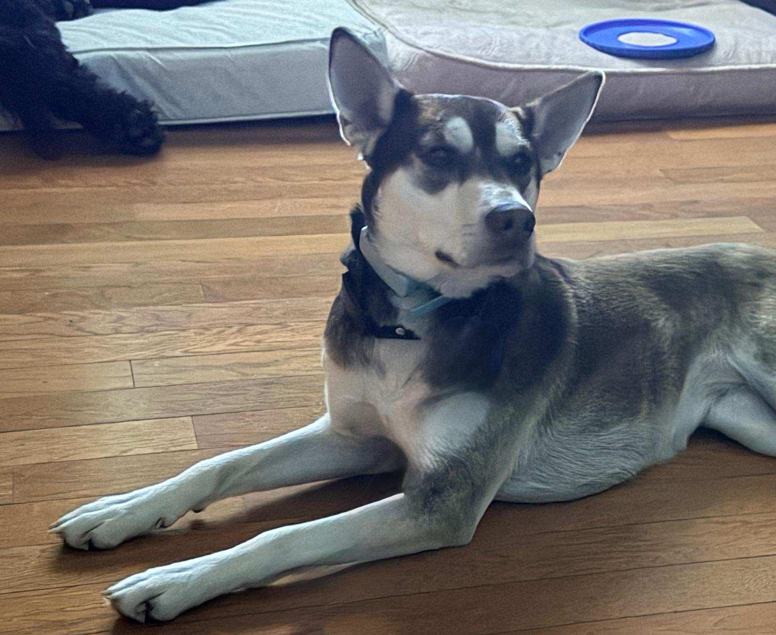 Enlarge Sapphire, a ADOPTABLE mixed breed in Gainesville, FL image 4/4