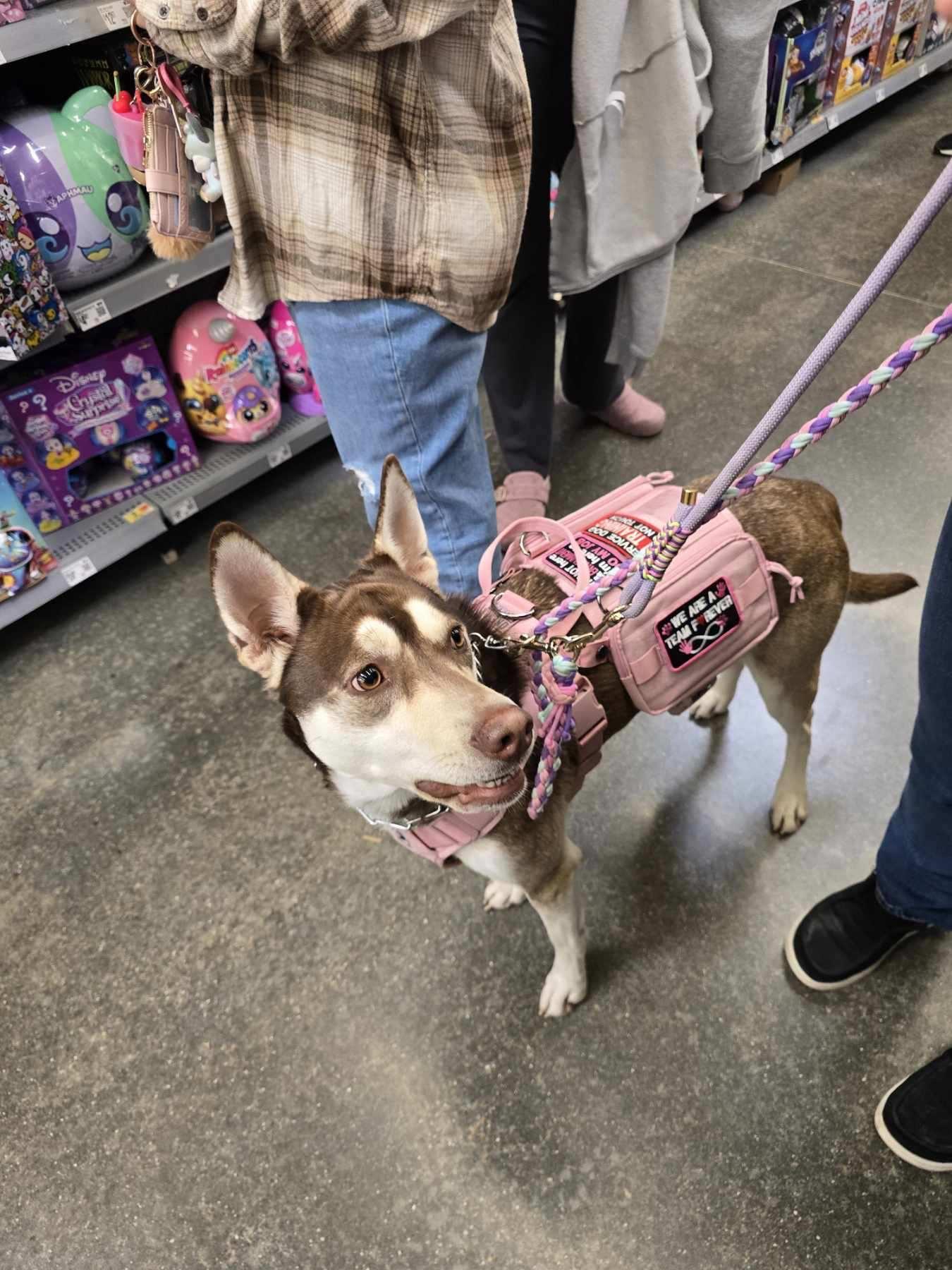Enlarge Sapphire, a ADOPTABLE mixed breed in Gainesville, FL image 3/4