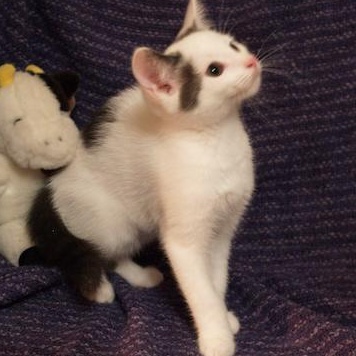 Bugsy, Baby Male Domestic Short Hair