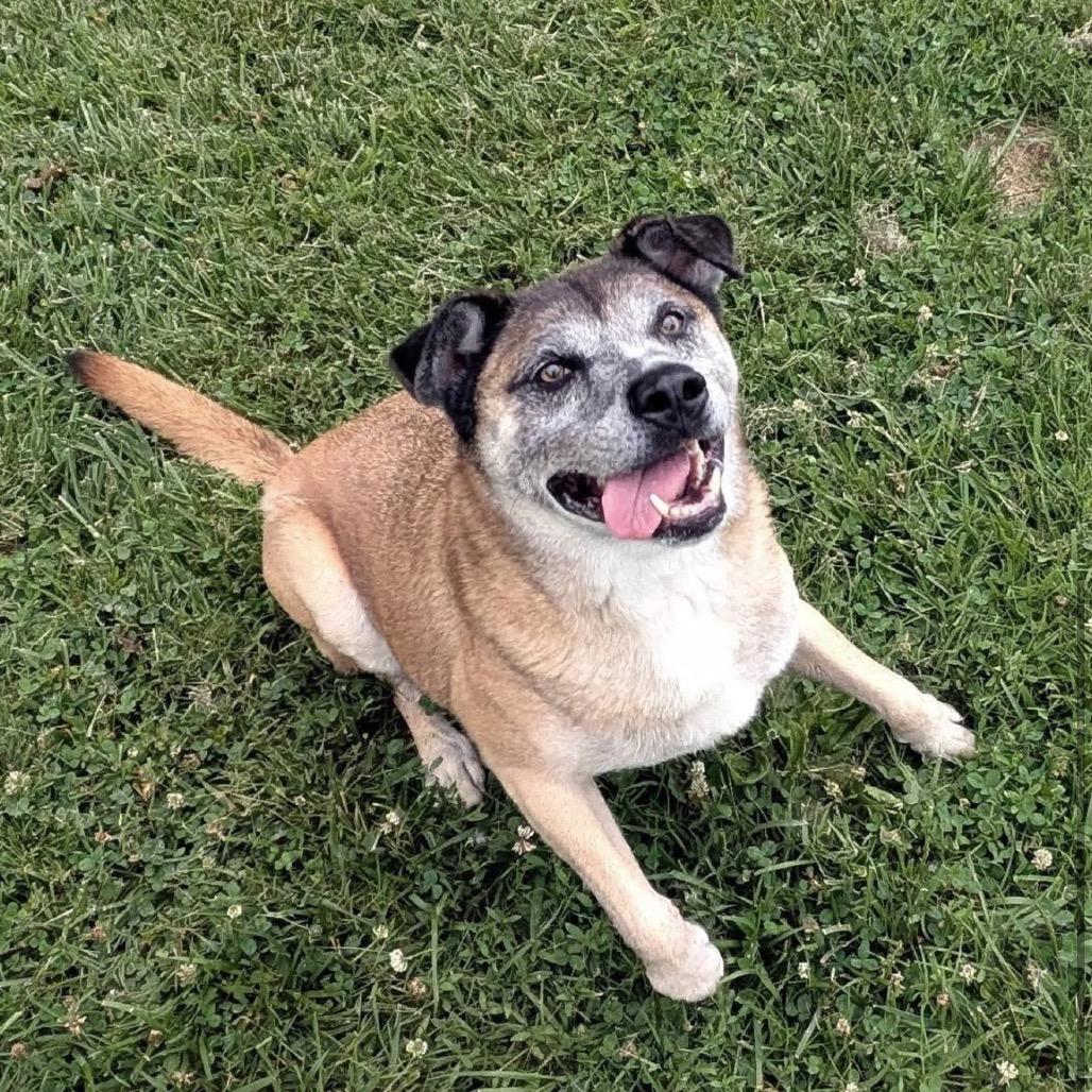 Brody, Adoptable, Adult Male Mixed Breed.