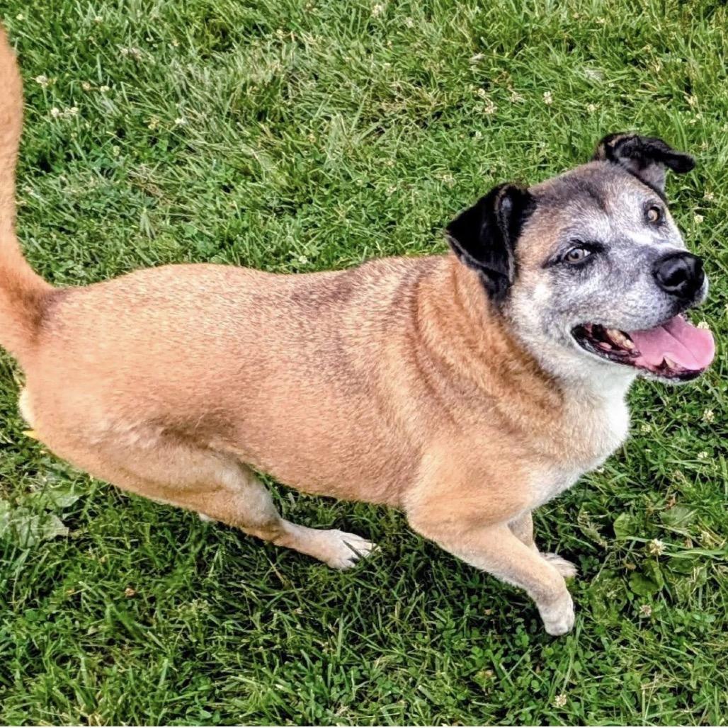 Enlarge Brody, a Adoptable Mixed Breed in Jeffersonville, IN image 2/5