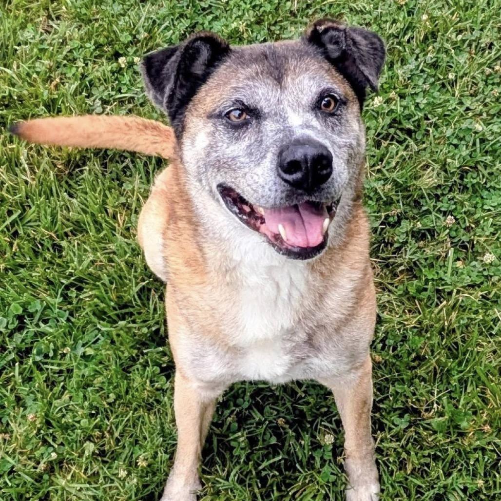Enlarge Brody, a Adoptable Mixed Breed in Jeffersonville, IN image 3/5