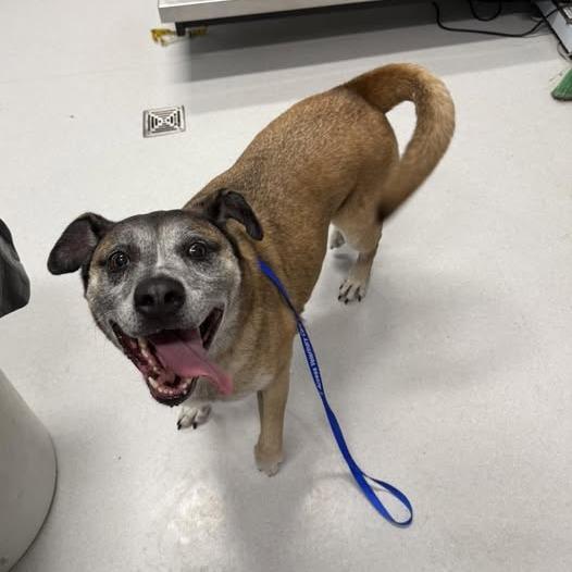 Brody, Adoptable, Adult Male Mixed Breed.