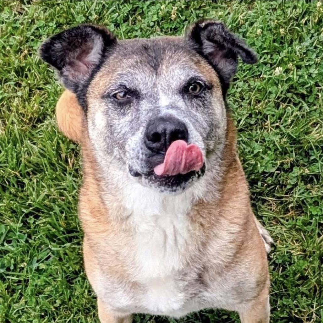 Enlarge Brody, a Adoptable Mixed Breed in Jeffersonville, IN image 5/5