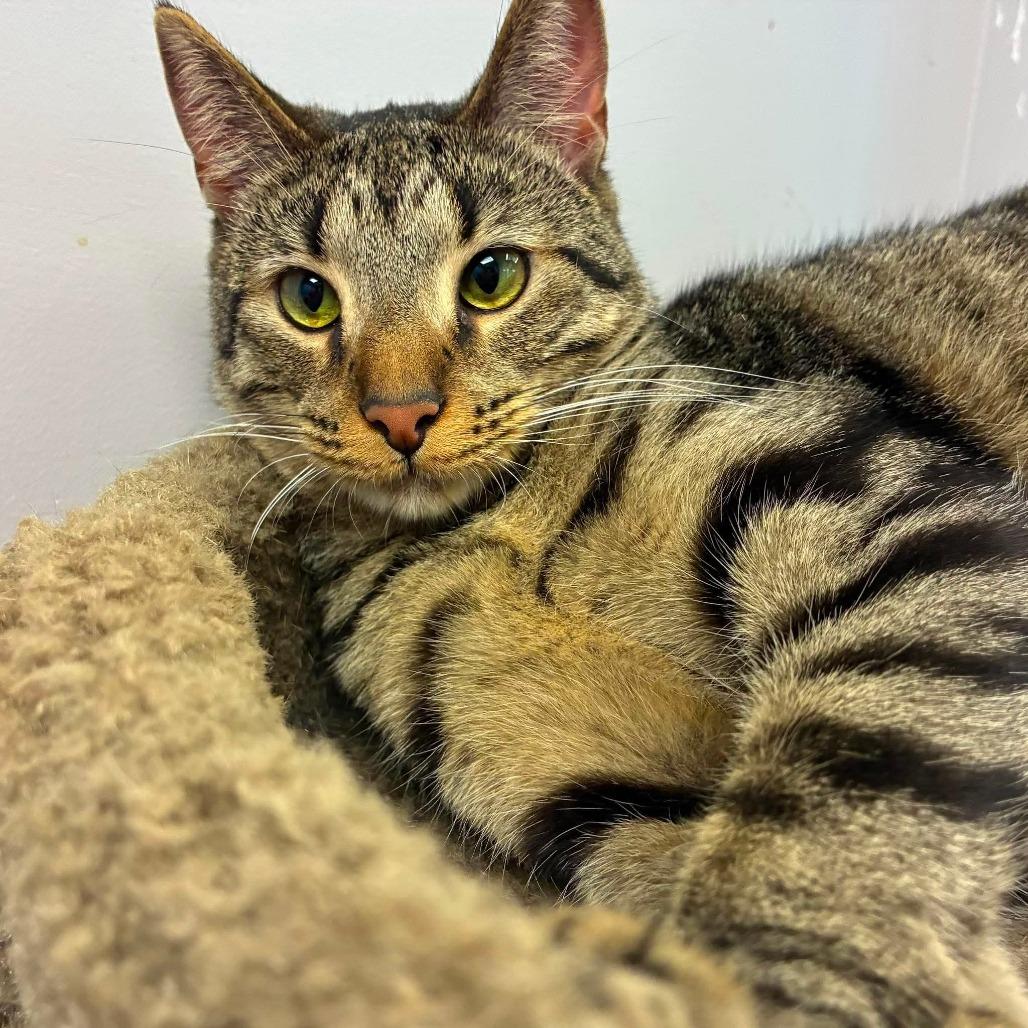 Enlarge Po, a Adoptable Domestic Short Hair in Huntsville, AL image 2/6