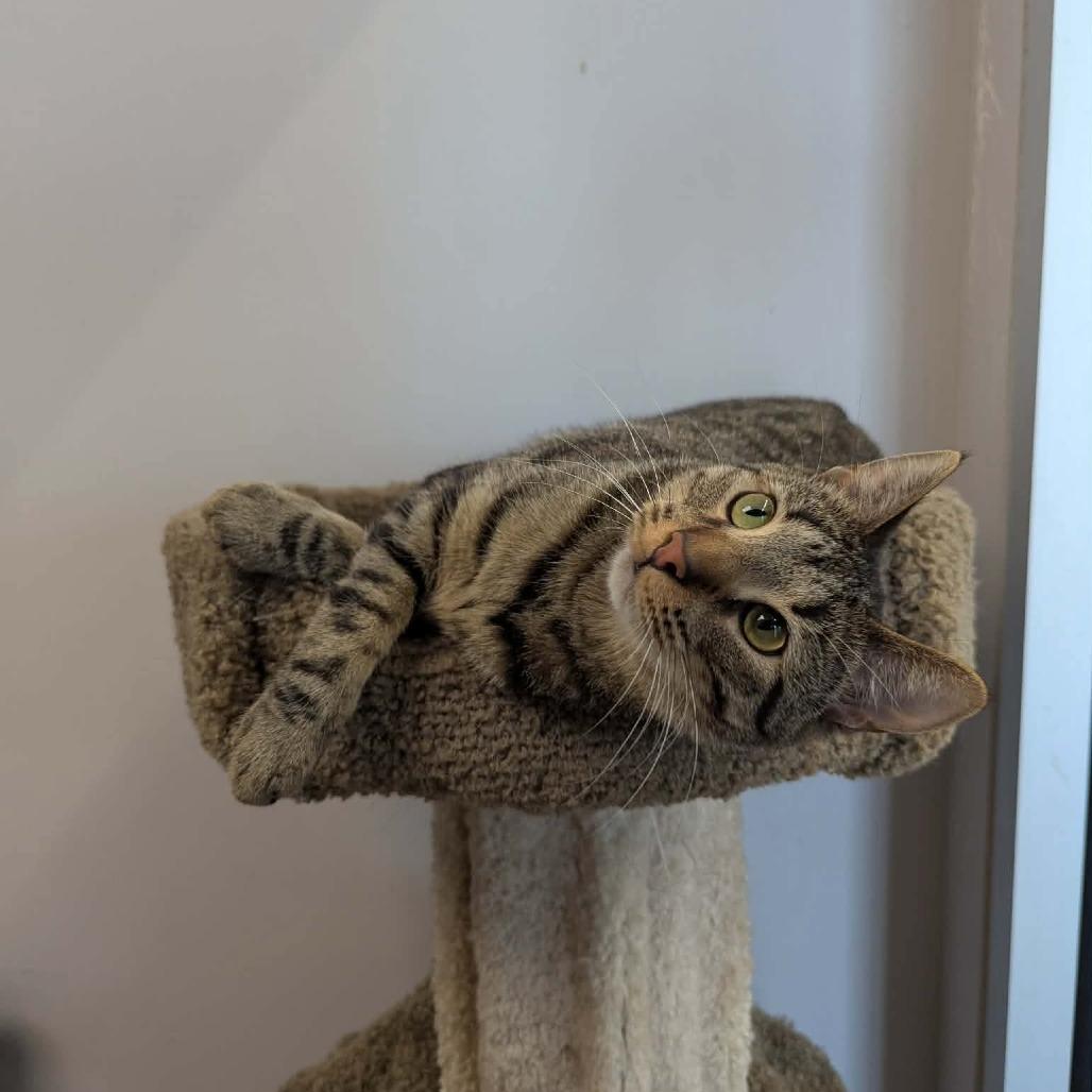 Enlarge Po, a Adoptable Domestic Short Hair in Huntsville, AL image 3/6