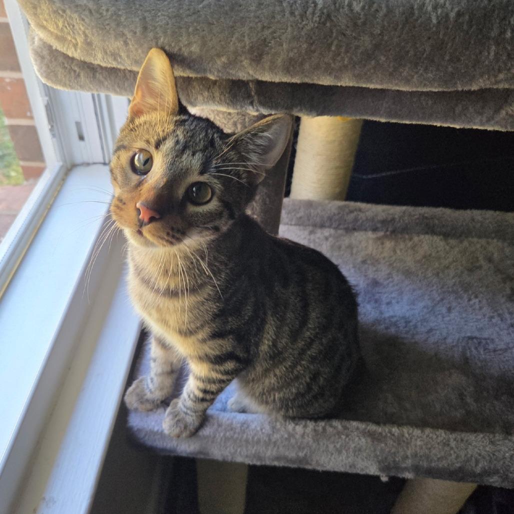 Po, a Adoptable Domestic Short Hair in Huntsville, AL image 3/3