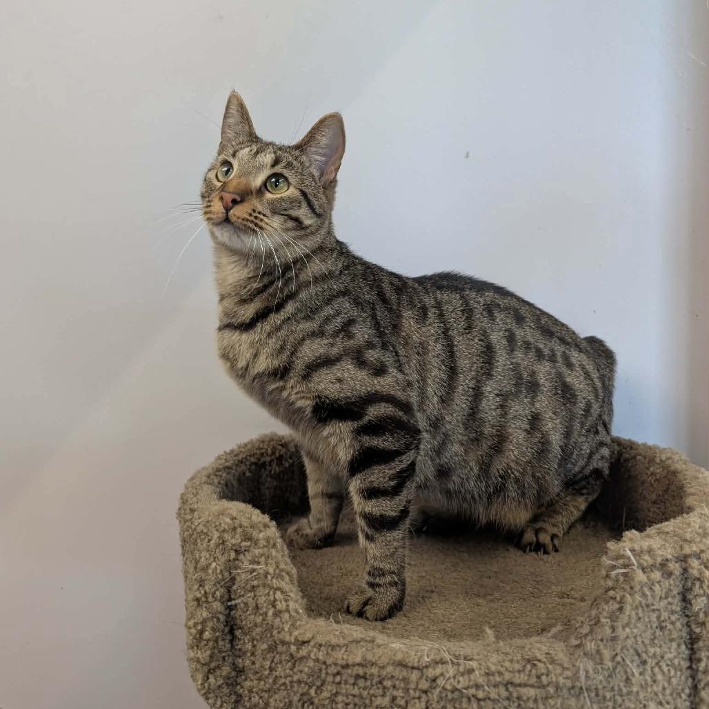 Enlarge Po, a Adoptable Domestic Short Hair in Huntsville, AL image 6/6