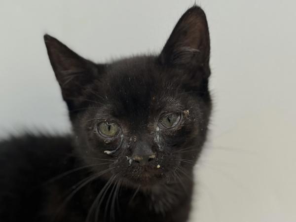 Patsy, a Adoptable mixed breed in Portland, OR image 2/2