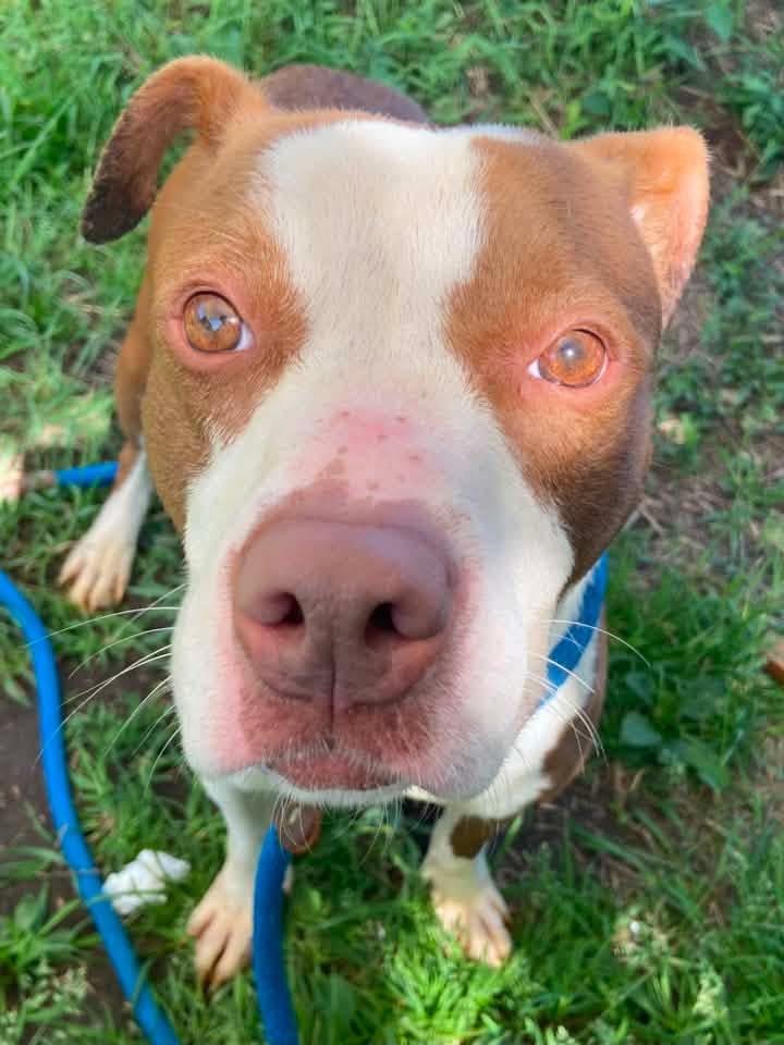 Laverne, a ADOPTABLE Pit Bull Terrier in Chicago, IL image 4/5