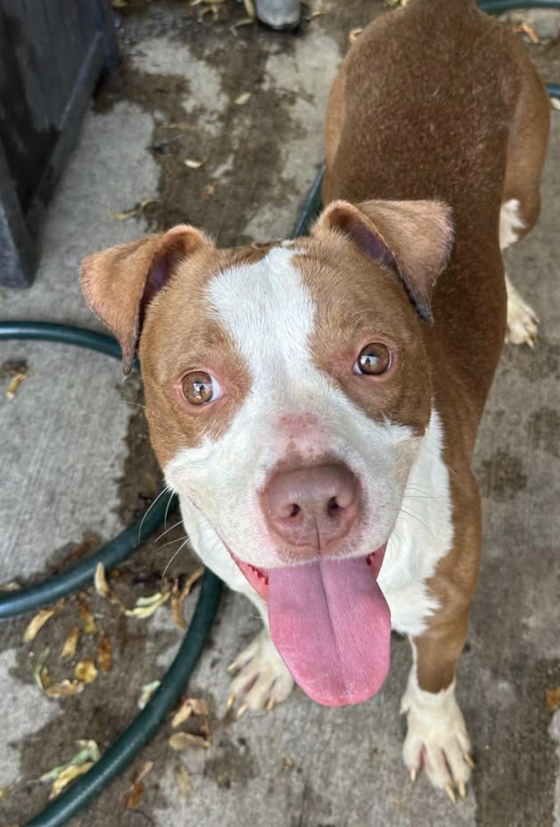 Laverne, a ADOPTABLE Pit Bull Terrier in Chicago, IL image 2/5