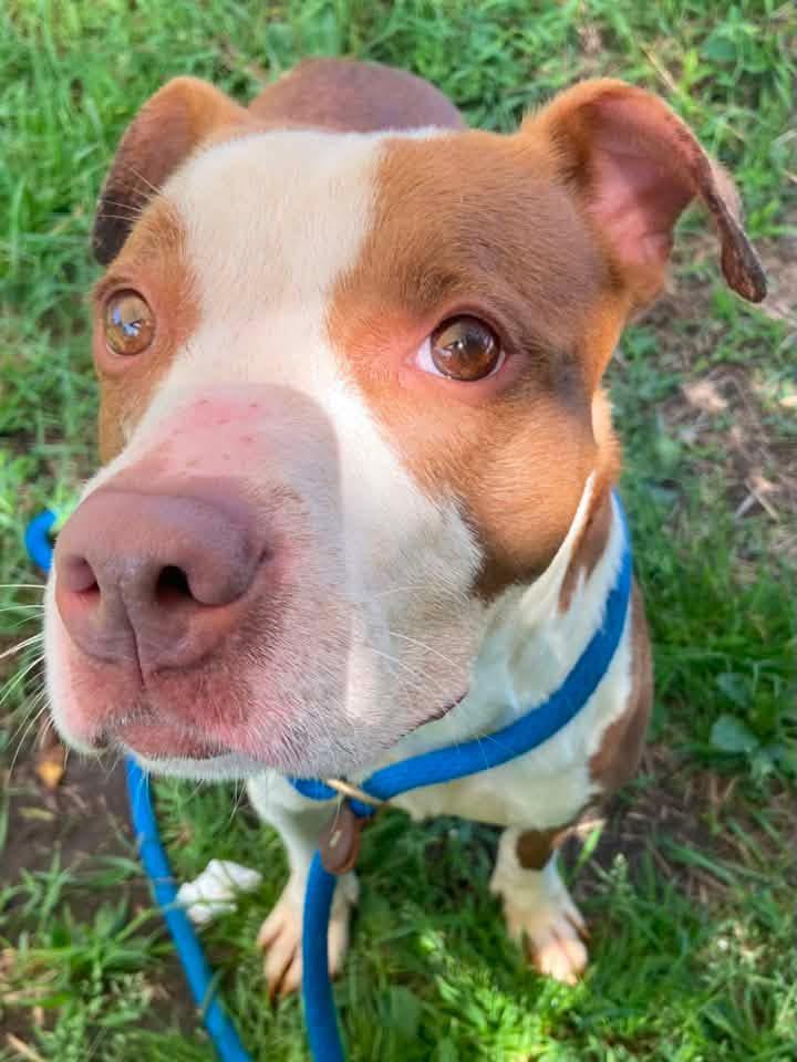 Laverne, a ADOPTABLE Pit Bull Terrier in Chicago, IL image 3/5