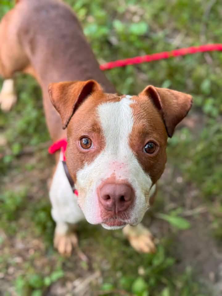Laverne, ADOPTABLE, Adult Female Pit Bull Terrier.