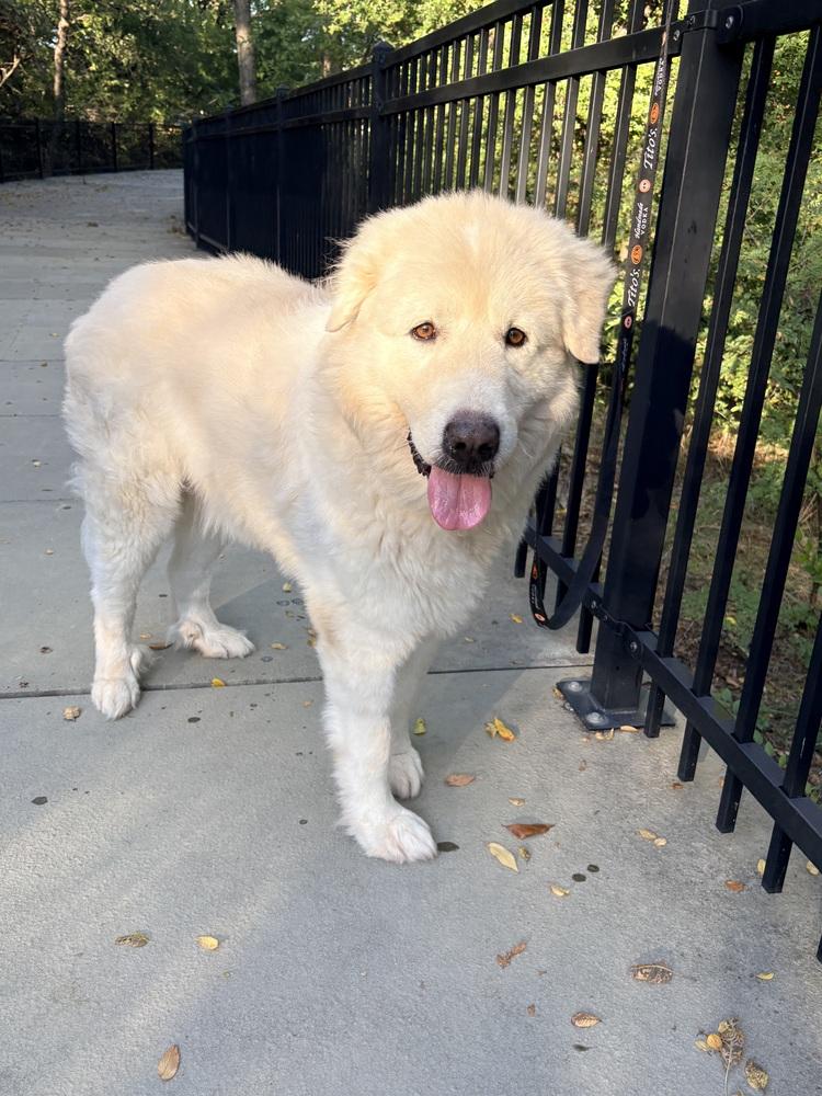 Clarence, Adoptable, Adult Male Great Pyrenees.