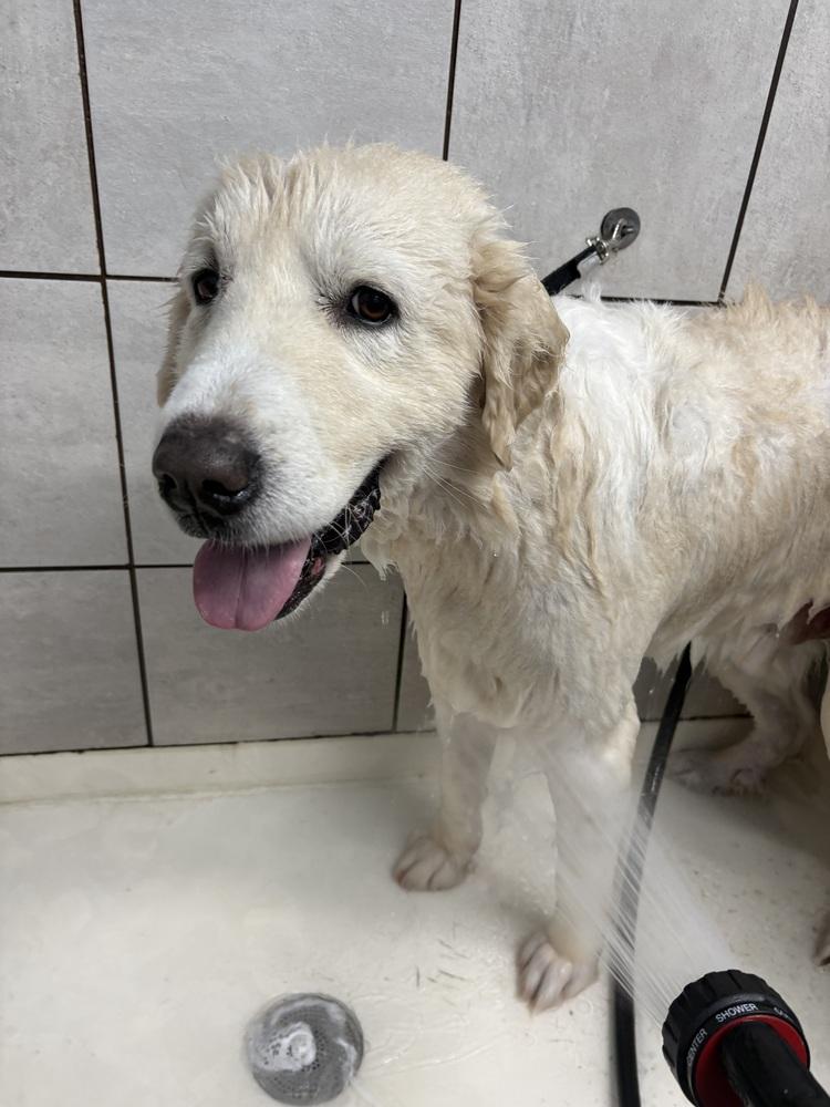 Clarence, a Adoptable mixed breed in Frisco, TX image 2/6