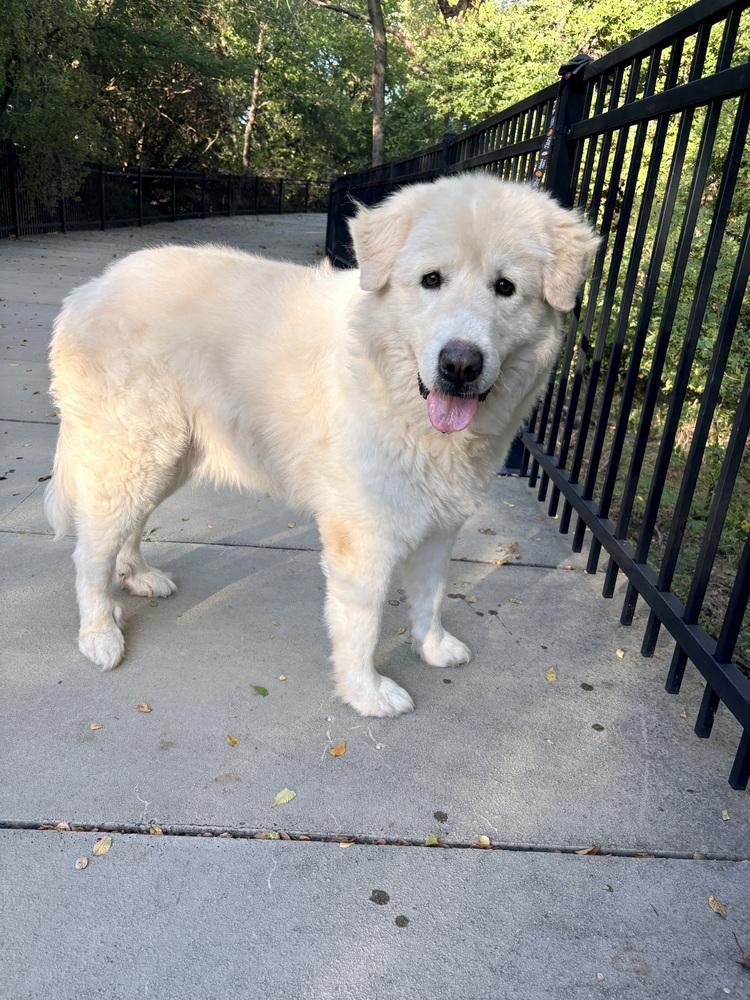 Clarence, a Adoptable mixed breed in Frisco, TX image 3/6