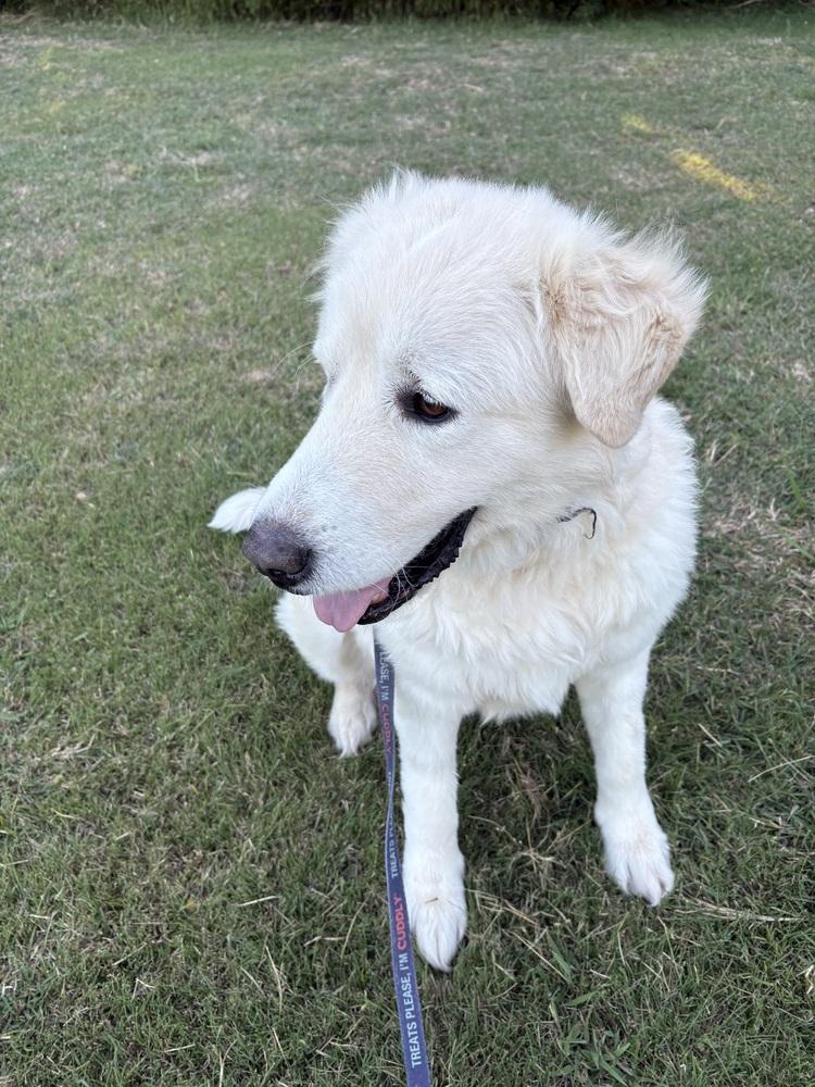 Clarence, a Adoptable mixed breed in Frisco, TX image 4/6