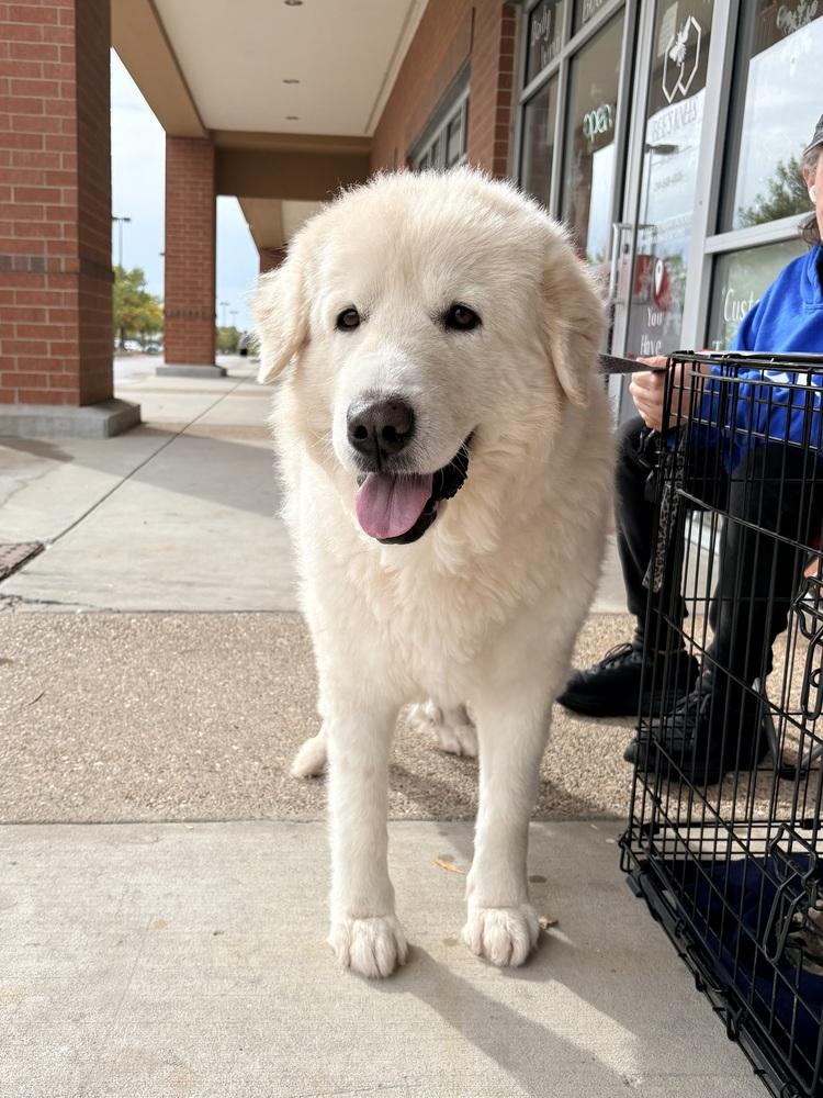 Clarence, a Adoptable mixed breed in Frisco, TX image 5/6