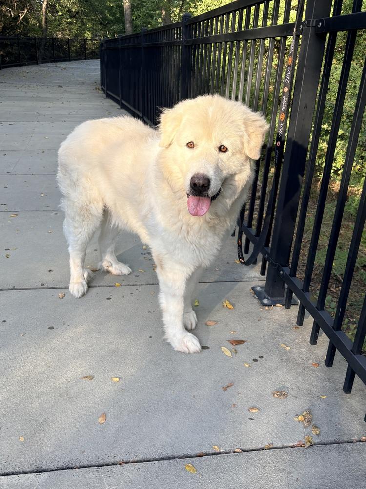 Clarence, a Adoptable mixed breed in Frisco, TX image 6/6