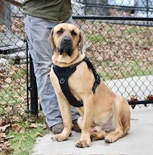 Odin, a Adoptable mixed breed in Sherwood, AR image 1/6