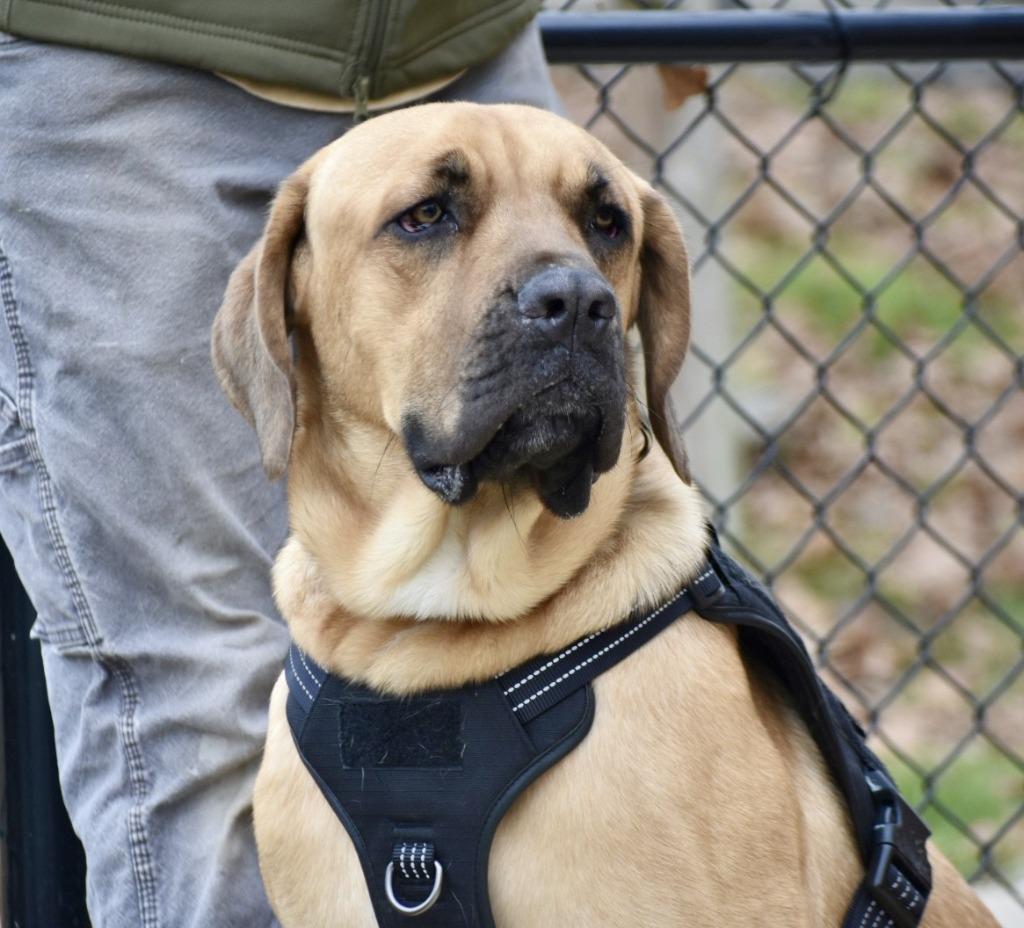 Odin, a Adoptable mixed breed in Sherwood, AR image 2/6