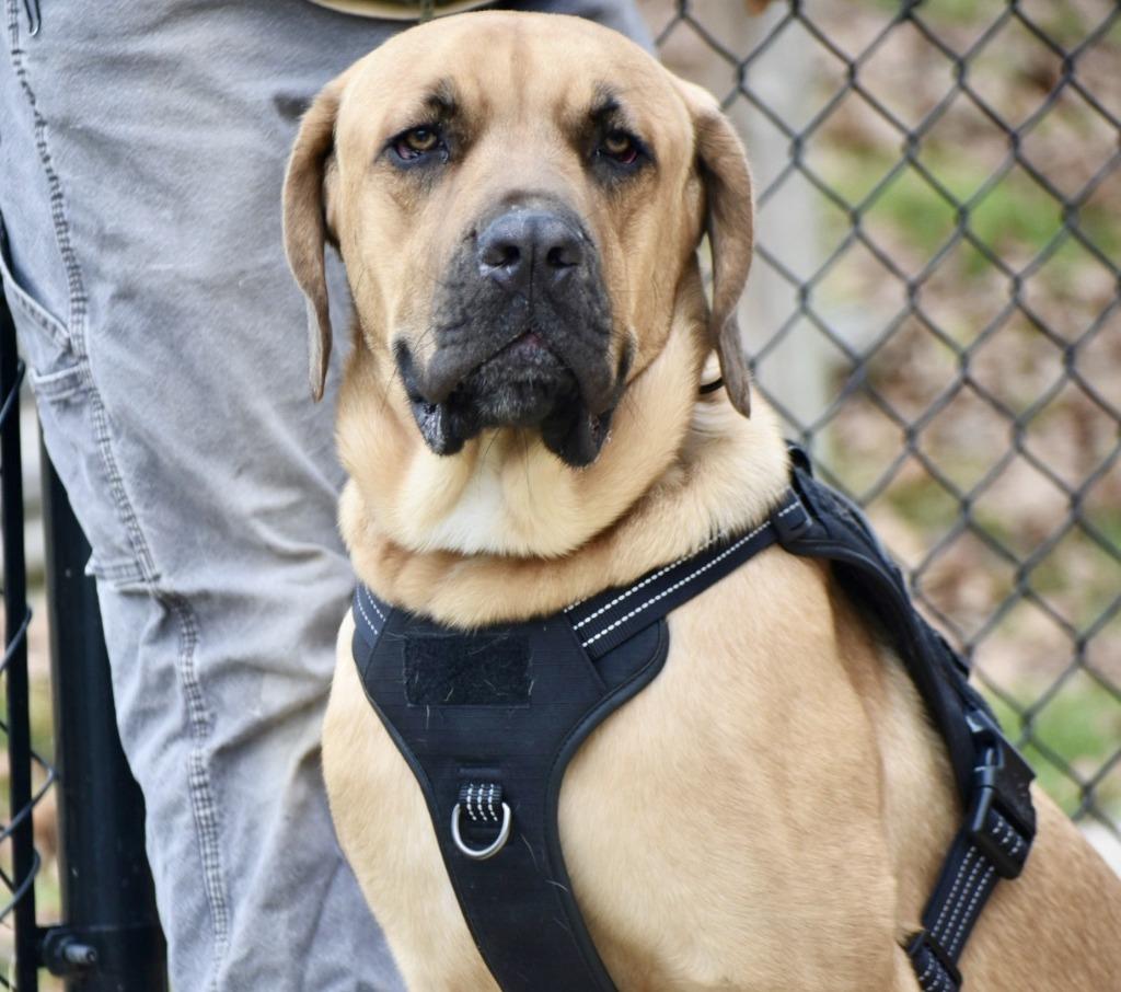 Odin, a Adoptable mixed breed in Sherwood, AR image 3/6