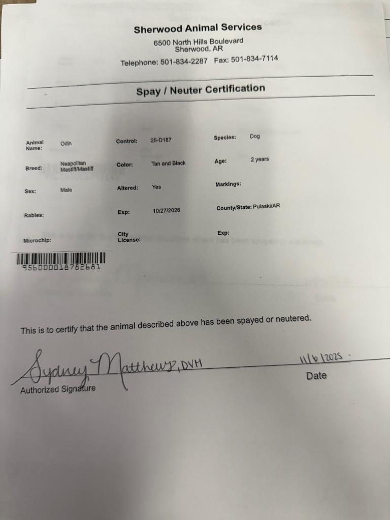 Odin, a Adoptable mixed breed in Sherwood, AR image 4/6